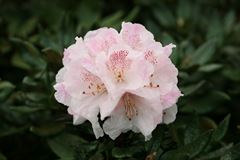 R.bathyphyllum 